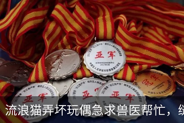 流浪猫弄坏玩偶急求兽医帮忙，缝补进行中它全程陪护，眼神满是担忧：快救救我的好朋友！