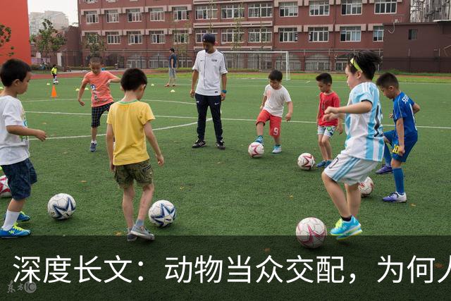 深度长文：动物当众交配，为何人类都躲起来秀恩爱？到底在躲谁？